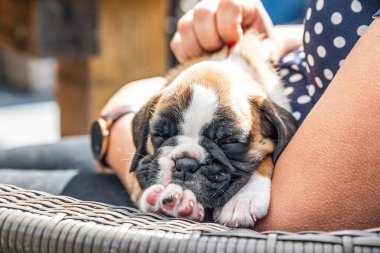 4 haftalık genç safkan köpek yavrusu Alman boksör köpeği kadın kolunda