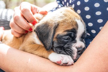 4 haftalık genç safkan köpek yavrusu Alman boksör köpeği kadın kolunda