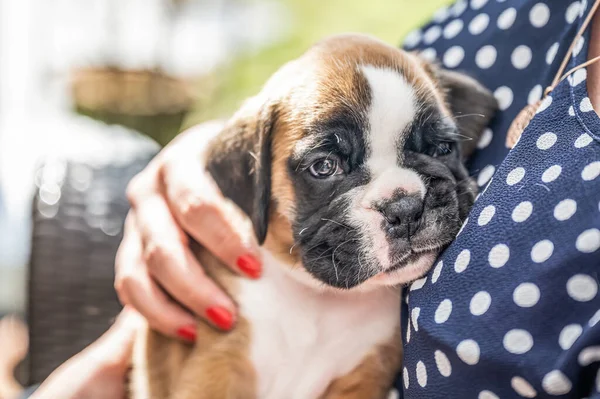 4 semanas joven pura raza perro boxeador alemán cachorro de oro en el brazo de las mujeres — Foto de Stock