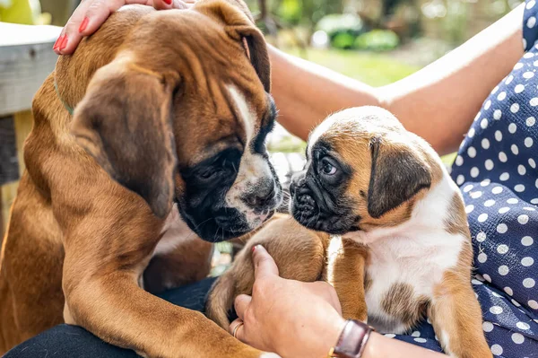 4 тижні молоді чистокровні золоті цуценята боксерські собаки — стокове фото