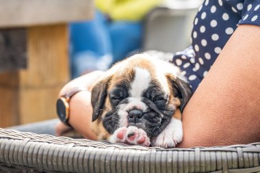 4 haftalık genç safkan köpek yavrusu Alman boksör köpeği kadın kolunda