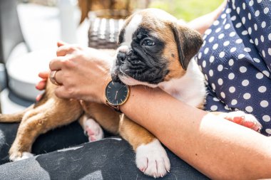 4 haftalık genç safkan köpek yavrusu Alman boksör köpeği kadın kolunda