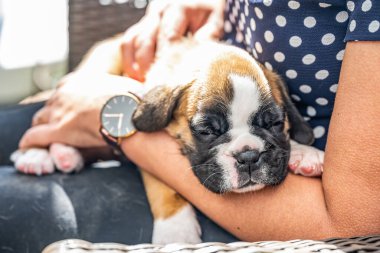 4 haftalık genç safkan köpek yavrusu Alman boksör köpeği kadın kolunda