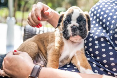 4 haftalık genç safkan köpek yavrusu Alman boksör köpeği kadın kolunda