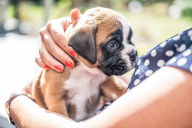 4 haftalık genç safkan köpek yavrusu Alman boksör köpeği kadın kolunda