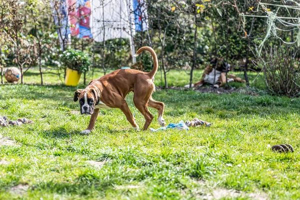 若い純金の子犬ドイツのボクサー犬 — ストック写真
