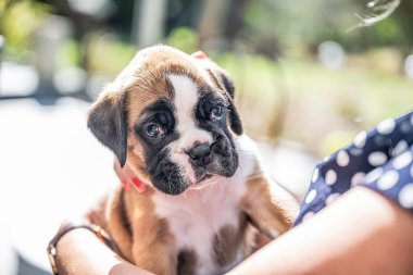 4 haftalık genç safkan köpek yavrusu Alman boksör köpeği kadın kolunda