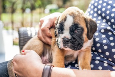 4 haftalık genç safkan köpek yavrusu Alman boksör köpeği kadın kolunda