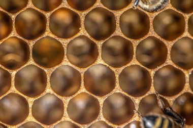 Parlak sarı bal tarağı tatlı bal peteği damlaları hasat sırasında akar bal arısı teması