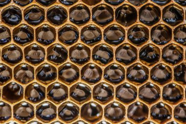 Parlak sarı bal tarağı tatlı bal peteği damlaları hasat sırasında akar bal arısı teması