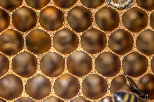 Glossy yellow golden honey comb sweet honeycomb drips flow during harvest background honeybee theme — Stock Photo, Image