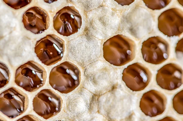 Brillante amarillo dorado miel peine dulce nido de abeja gotea flujo durante la cosecha de fondo tema de la abeja —  Fotos de Stock