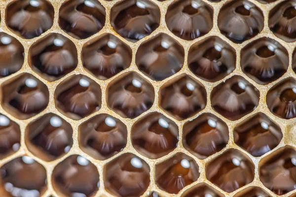 Brilhante amarelo dourado mel pente doce favo de mel gotas fluxo durante a colheita fundo abelha tema — Fotografia de Stock