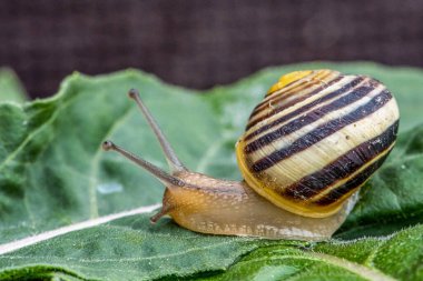 Orman yüzeyinde Burgundy salyangoz sarmaşığı doğal çevrede makro yakın plan görüntüler doğanın odak derinliği