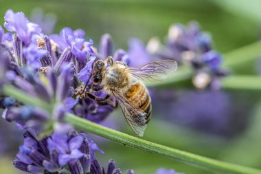 Bir bal arısının nektarını ayıklaması organik bahçedeki lavanta bitkisinin çiçeklerini oluşturur.