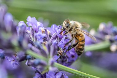 Bir bal arısının nektarını ayıklaması organik bahçedeki lavanta bitkisinin çiçeklerini oluşturur.