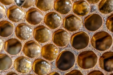 Bal tarağı altın arkaplan dokusu Doğal hücre kapama makrosu