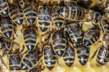 Balmumu çerçeveli arıların makrosu arı kovanında bal peteği seçici odaklı bal arısı kovanı
