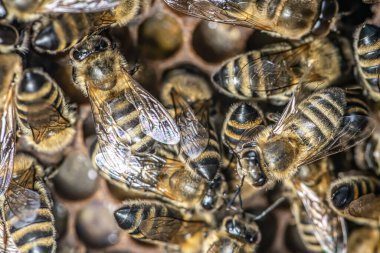 Balmumu çerçeveli arıların makrosu arı kovanında bal peteği seçici odaklı bal arısı kovanı