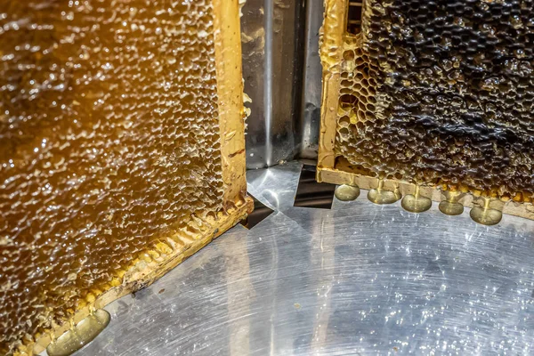 提取蜂蜜，蜂蜜从离心机中流入挂在桶中的筛子中 — 图库照片