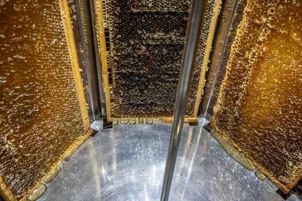 extracting honey, honey flowing out of centrifuge into a sieve hanging in a bucket