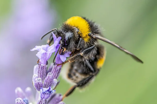 Bumblebee na kwitnącej purpurowej lawendy kwiat i zielona trawa na łąkach lub polach Zamazane naturalne tło Delikatne skupienie — Zdjęcie stockowe