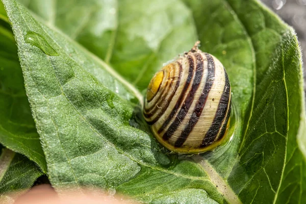 Burgundský slimák Helix na povrchu lesa v přírodním prostředí makro detailní záběry příroda ohnisková hloubka — Stock fotografie