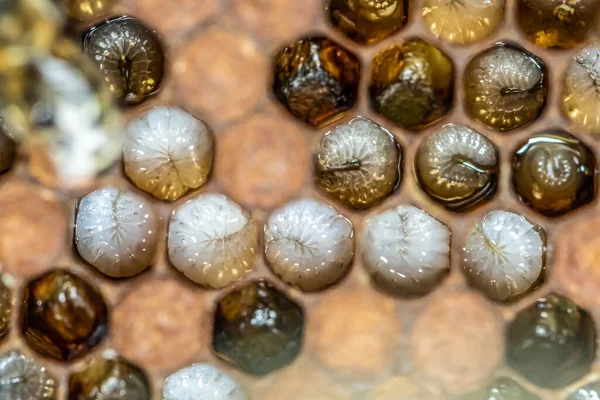 Honey bee beehive Wax Frame with bees breed, eggs and worms next generation — Stock Photo, Image