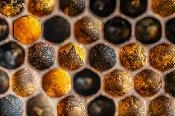 매크로 꿀벌 벌통에 있는 밀랍 틀에 꽃가루 분말 식품이 가득 담겨 있다 — 스톡 사진