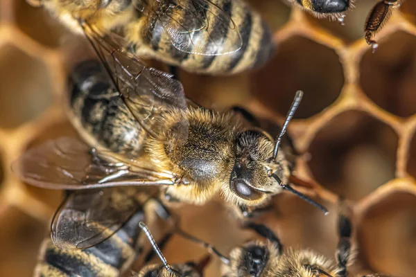 Nahaufnahme Makro von Bienen auf Wachsrahmenwaben im Bienenstock mit selektivem Fokus — Stockfoto