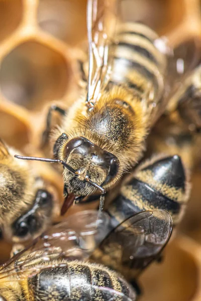 Primo piano macro di api su cera telaio nido d'ape in apiario alveare miele con attenzione selettiva — Foto Stock