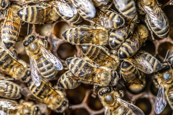 Primo piano macro di api su cera telaio nido d'ape in apiario alveare miele con attenzione selettiva — Foto Stock