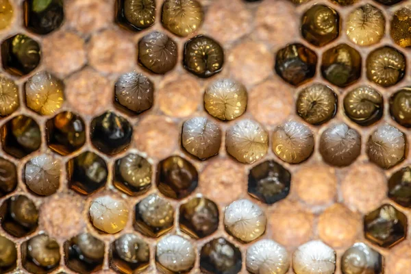 Honingbij bijenkorf Wax Frame met bijen ras, eieren en wormen volgende generatie Rechtenvrije Stockfoto's