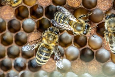Balmumu çerçeveli arıların makrosu arı kovanında bal peteği seçici odaklı bal arısı kovanı