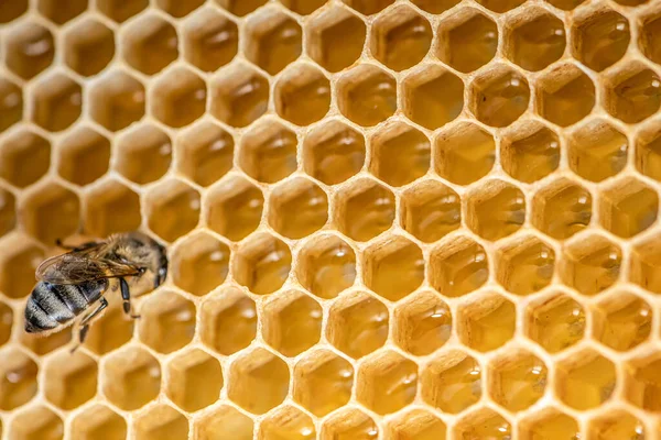 양봉가 꿀벌 벌집에 있는 밀랍 틀에 있는 벌들의 매크로 ( 매크로 ) 를 선별적 인 초점으로 감싼다 — 스톡 사진