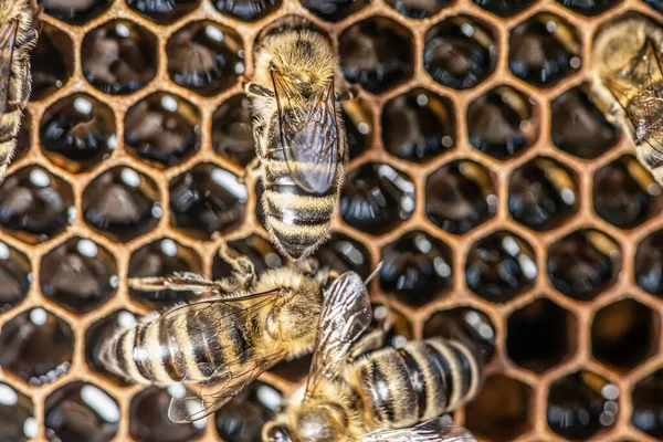 Nahaufnahme Makro von Bienen auf Wachsrahmenwaben im Bienenstock mit selektivem Fokus — Stockfoto