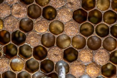 Bal arısı kovanı Balmumu Çerçevesi yeni nesil arılar, yumurtalar ve solucanlar