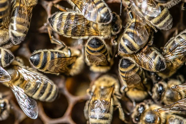 Primo piano macro di api su cera telaio nido d'ape in apiario alveare miele con attenzione selettiva — Foto Stock