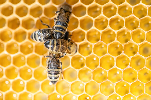 closeup macro of bees on wax frame honeycomb in apiary Honey bee hive with selective focus