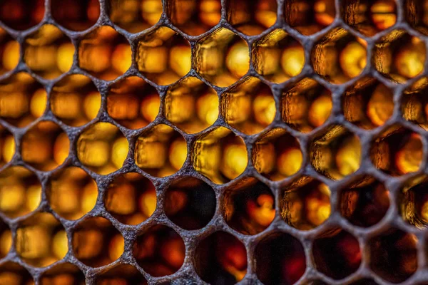 Miel abeja colmena cera marco con luz malhumorada brilla primer plano macro — Foto de Stock
