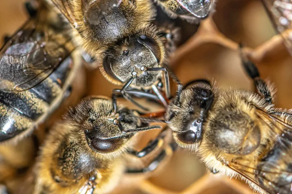 Closeup μακροεντολή των μελισσών για κηρός πλαίσιο κηρήθρα σε κυψέλη μελισσών μελισσών μελισσών με επιλεκτική εστίαση — Φωτογραφία Αρχείου