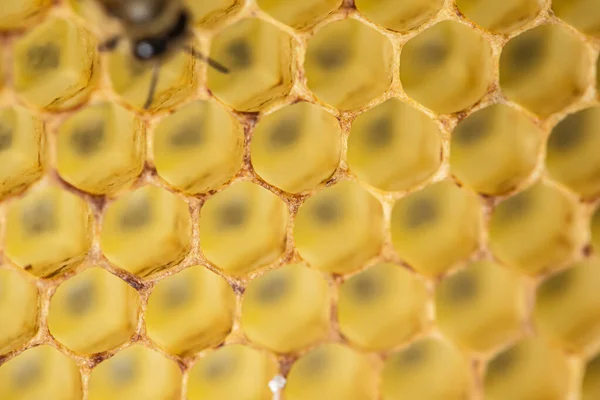 Μέλι χτένα χρυσό φόντο υφή φυσικό κύτταρο closeup μακροεντολή — Φωτογραφία Αρχείου
