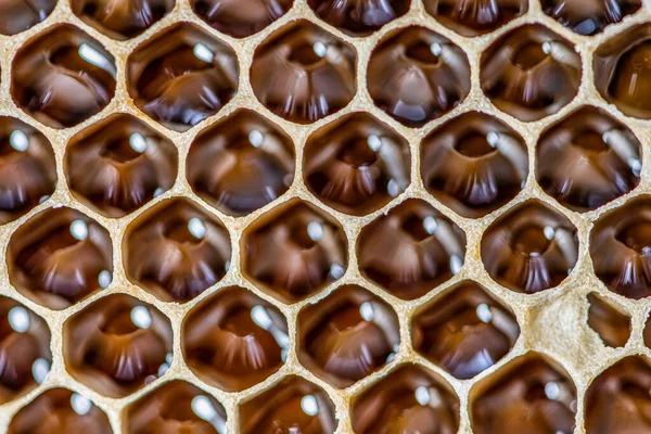 Brillante amarillo dorado miel peine dulce nido de abeja gotea flujo durante la cosecha de fondo tema de la abeja — Foto de Stock