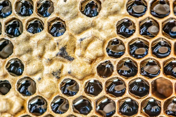 Brilhante amarelo dourado mel pente doce favo de mel gotas fluxo durante a colheita fundo abelha tema — Fotografia de Stock