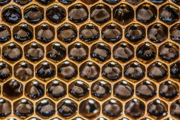 Brillante amarillo dorado miel peine dulce nido de abeja gotea flujo durante la cosecha de fondo tema de la abeja — Foto de Stock