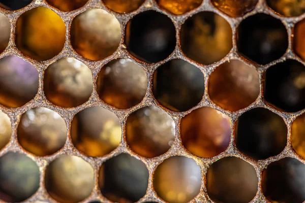 Macro miel abeja colmena cera marco lleno de polen flor polvo alimentos de cerca — Foto de Stock