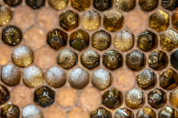 Honungsbikupa Vax Ram med bin ras, ägg och maskar nästa generation — Stockfoto