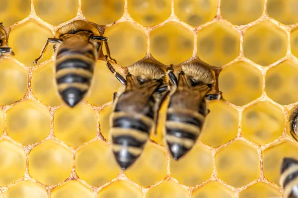 Primo piano macro di api su cera telaio nido d'ape in apiario alveare miele con attenzione selettiva — Foto Stock