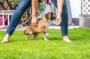 8 haftalık genç safkan Alman köpek yavrusu.