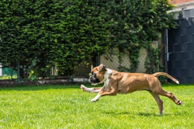 8 haftalık genç safkan Alman boksör köpek yavrusu koşturup duruyor.